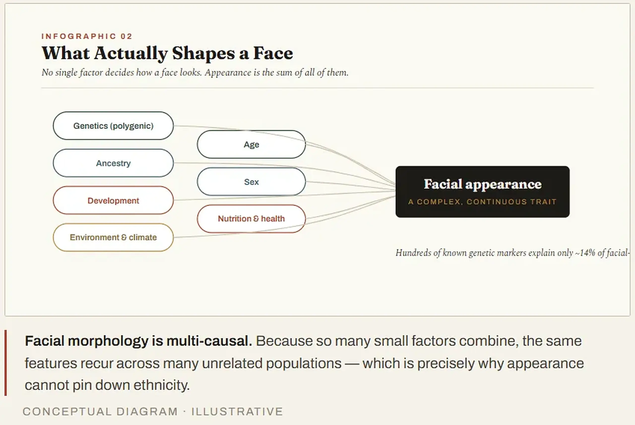 Factors that shape facial appearance, including genetics, ancestry, development, age, sex, nutrition, health, environment and climate.